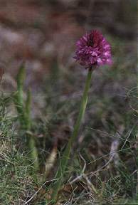 Anacamptis pyramidalis, en los montes de Atamara, Cartagena