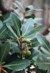 Madroo (Arbutus unedo), en la Sierra de Ricote