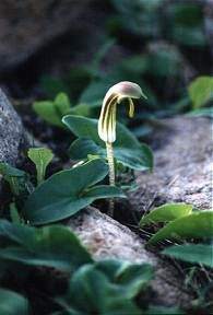 Arisarum vulgare, en el malpas de la Isla del Ciervo, Cartagena