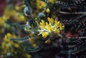 Astragalus alopecuroides, en las cunetas de una pista forestal de la Sierra de Ricote, Ojs