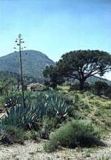 Cabezo de la Jara, Puerto Lumbreras