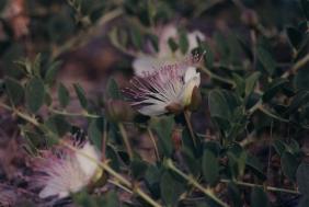 Tapenera (Capparis spinosa), en zonas margosas de los Baos de Mula