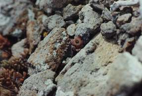 Chumberillo de lobo (Caralluma europaea), en el malpas de la Isla del Ciervo