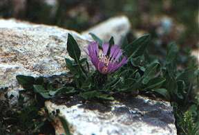 Centaurea pullata, en pastizales pedregosos del collado Carasoles, Sierra del Gigante, Lorca