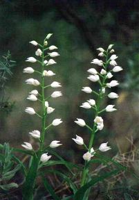 Cephalanthera longifolia, en el sotobosque de la fuente del Sol, Sierra Espua