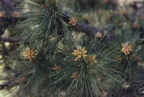 Conos masculinos de pino salgareo (Pinus nigra subsp. salzmannii),  en Sierra Espua.