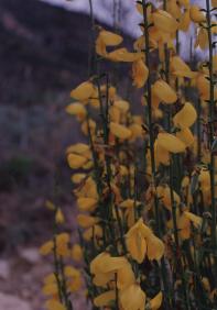 Miesta (Cytisus reverchonii), en el margen del camino en La Rogativa, Moratalla