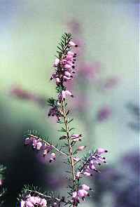 Brezo (Erica erigena), junto al Ro Espua