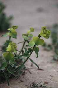 Lechetierna, lechetrezna (Euphorbia sp.), en los campos de los Baos de Mula