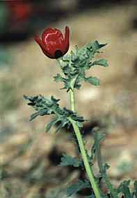 Glaucium corniculatum, en los margenes del camino al Cabezo de la Jara, Puerto Lumbreras