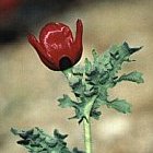 Glaucium corniculatum  en  Cabezo de la Jara, Puerto Lumbreras