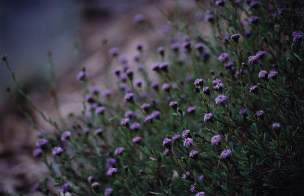 Aspecto de una "mata" de cebollana (Globularia alypum), en trozos de monte sin degradadar de la zona minera de la Unin