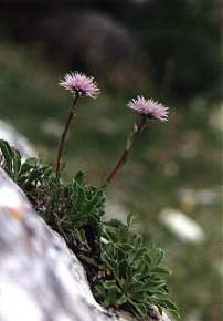 Globularia spinosa en roquedos de Arroyo Tercero, Moratalla