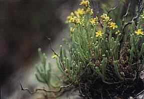 Pinillo de oro (Hypericum ericoides), en fisuras de rocas en Sierra Espua, cerca de Pliego