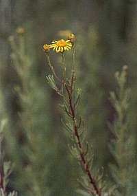 Inula crithmoides, en la Marina del Carmol, Cartagena