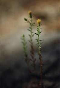 rnica (Jasonia glutinosa), en roquedos trmicos del parque natural El Valle