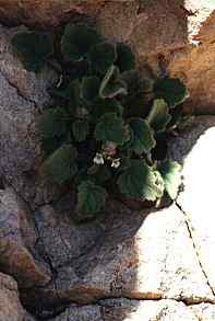 Lafuentea rotundifolia, en paredones rocosos de Los Castillicos, Cartagena