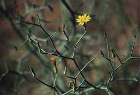 Launaea arborescens, en las cunetas de la carretera a Cabo Cope, guilas