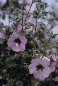 Marvarisco (Lavatera maritima), en suelos pedregosos del Cabezo San Gins de la Jara, Cartagena