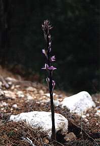 Limodorum abortivum, en una zona umbra junto a la carretera, Sierra Espua