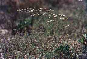 Limonium sp., en la Marina del Carmol, Cartagena