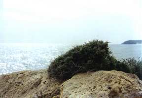 Cambrn (Lycium intrincatum), en rocas de Calnegre, costa lorquina