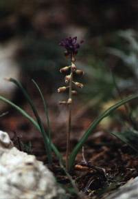 Nazareno (Muscari comosum), en litosuelos de las cumbres de Sierra Espua