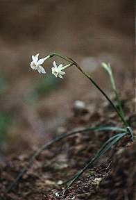 Narcissus dubius, sobre suelos margosos en Los Baos de Mula