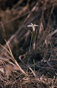 Narcissus serotinus, en los montes de la Isla del Ciervo, Cartagena