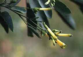 Gandul (Nicotiana glauca), en San Gins de la Jara, Cartagena