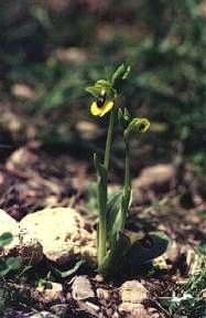 Ophrys lutea en los montes de Carrascoy, Alhama de Murcia