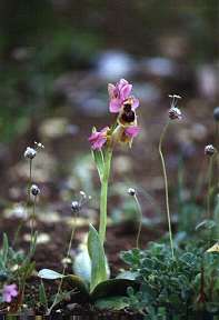 Ophrys tenthredinifera, en los montes de Atamara, Cartagena