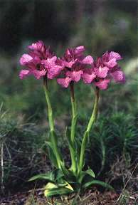 Orchis papilionacea, en los montes de Atamara, Cartagena