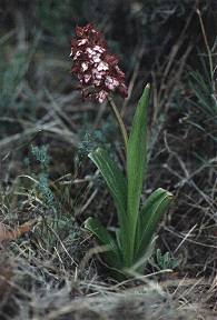 Orqudea de dama (Orchis purpurea), cerca de la sierra de Villafuerte, Moratalla