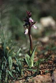 Orchis saccata, en los pastizales de Atamara, Cartagena