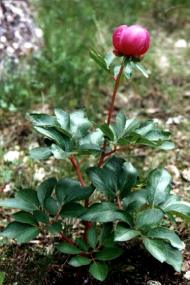 Peona (Paeonia broteroi), en zonas ms o menos hmedas de Arroyo Tercero