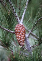 Pino carrasco (Pinus halepensis), en Atamara, Cartagena