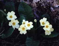 Flores de la primavera (Primula vulgaris), en prados humedos de la sierra de Villafuerte, Noroeste