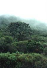 Jaral con encinas dispersas en lasierra de Carrascoy