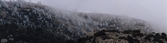 Sierra de Taibilla, pinos blancos tras la nevada