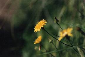 Cerraja (Sonchus tenerrimus), en una zona transitada de la Isla del Ciervo, Cartagena