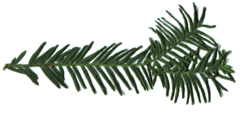ramilla de tejo (Taxus baccata)