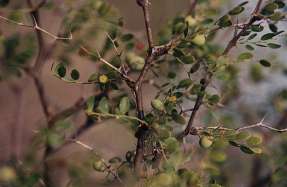 Arto (Ziziphus lotus) en las estribaciones de la sierra de Carrascoy