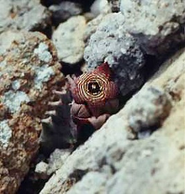 Caralluma europaea