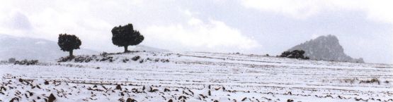 Sabinas albares (Junipherus thurifera) tras la nevada, muy cerca del Calar de la Santa