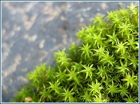 Pleurochaete squarrosa
