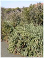 Bosque de ribera y ca�averales del r�o Segura a su paso por el Santuario de la Virgen de la Esperanza, Calasparra.
