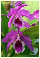 Cattleya bowringiana. Foto: Manuel Lucas
