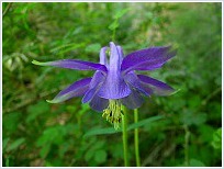 Aguile�a (Aquilegia vulgaris) � Margarita Sepulcre