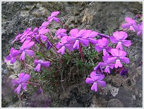 Violeta de Cazorla (Viola cazorlensis) � Margarita Sepulcre